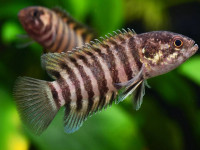 Снимка на Microctenopoma nanum  (Günther, 1896)