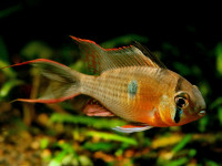 Снимка на Mikrogeophagus altispinosus  (Haseman, 1911)