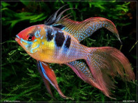 Снимка на Mikrogeophagus ramirezi  (Myers & Harry, 1948)