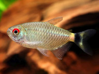 Снимка на Moenkhausia oligolepis  (Günther, 1864)