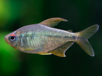 Снимка на Moenkhausia pittieri  (Eigenmann, 1920)