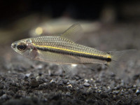 Снимка на Nannaethiops unitaeniatus  (Günther, 1872)