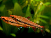 Снимка на Nannostomus beckfordi  (Günther, 1872)