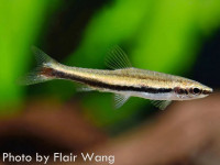Снимка на Nannostomus bifasciatus  (Hoedeman, 1954)