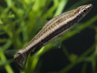 Снимка на Nannostomus eques  (Steindachner, 1876)