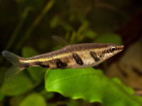 Снимка на Nannostomus espei  (Meinken, 1956)