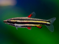 Снимка на Nannostomus marginatus  (Eigenmann, 1909)