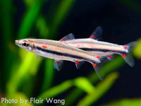 Снимка на Nannostomus trifasciatus  (Steindachner, 1876)