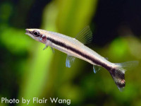 Снимка на Nannostomus unifasciatus  (Steindachner, 1876)
