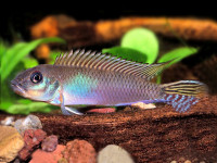 Снимка на Nanochromis nudiceps  (Boulenger, 1899)