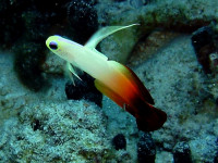 Снимка на Nemateleotris magnifica (Fowler, 1938)
