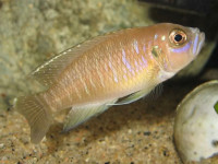 Снимка на Neolamprologus brevis  (Boulenger, 1899)