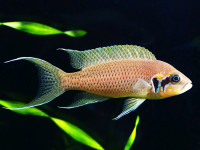 Снимка на Neolamprologus brichardi  (Poll, 1974)