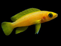 Снимка на Neolamprologus leleupi  (Poll, 1956)