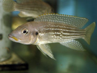 Снимка на Neolamprologus tetracanthus  (Boulenger, 1899)
