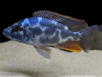 Снимка на Nimbochromis livingstonii  (Günther, 1894)