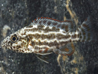 Снимка на Nimbochromis polystigma  (Regan, 1922)