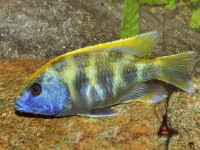 Снимка на Nimbochromis venustus  (Boulenger, 1908)