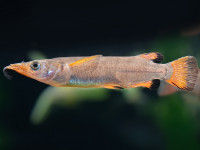 Снимка на Nomorhamphus liemi (Vogt, 1978)