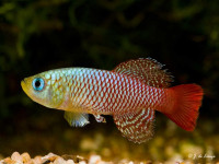 Снимка на Nothobranchius palmqvisti  (Lönnberg, 1907)