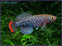 Снимка на Nothobranchius rachovii  (Ahl, 1926)
