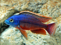 Снимка на Nyassachromis boadzulu  (Iles, 1960)