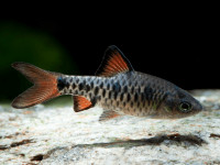 Снимка на Oliotius oligolepis (Bleeker, 1853)