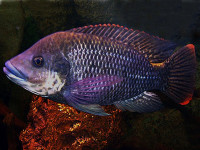 Снимка на Oreochromis mossambicus  (Peters, 1852)