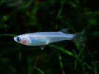 Снимка на Oryzias latipes  (Temminck & Schlegel, 1846)