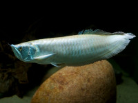 Снимка на Osteoglossum bicirrhosum  (Cuvier, 1829)
