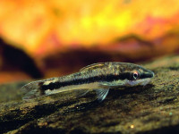 Снимка на Otocinclus vittatus  (Regan, 1904)