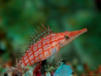 Снимка на Oxycirrhites typus (Bleeker, 1857)