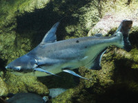 Снимка на Pangasianodon hypophthalmus  (Sauvage, 1878)