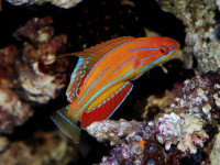 Снимка на Paracheilinus carpenteri  (Randall and Lubbock, 1981)