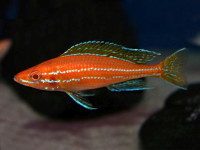 Снимка на Paracyprichromis nigripinnis  (Boulenger, 1901)