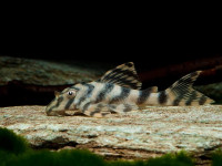 Снимка на Peckoltia vittata  (Steindachner, 1881)