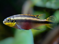 Снимка на Pelvicachromis pulcher  (Boulenger, 1901)