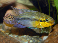 Снимка на Pelvicachromis subocellatus  (Günther, 1872)