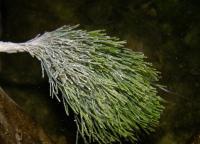 Снимка на Penicillus sp.