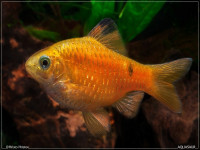Снимка на Pethia conchonius  (Hamilton, 1822)