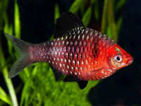 Снимка на Pethia nigrofasciata  (Günther, 1868)