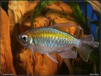 Снимка на Phenacogrammus interruptus  (Boulenger, 1899)
