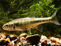 Снимка на Phoxinus phoxinus  (Linnaeus, 1758)