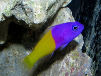 Снимка на Pictichromis paccagnellae (Axelrod, 1973)