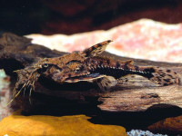 Снимка на Platydoras hancockii  (Valenciennes, 1840)