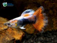 Снимка на Poecilia reticulata  (Peters, 1859)