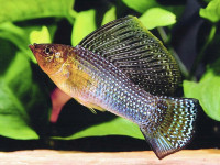 Снимка на Poecilia velifera  (Regan, 1914)