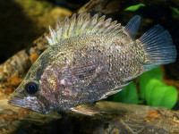 Снимка на Polycentropsis abbreviata  (Boulenger, 1901)