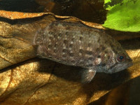 Снимка на Polycentrus schomburgkii  (Müller & Troschel, 1849)