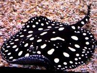 Снимка на Potamotrygon leopoldi (Castex & Castello, 1970)